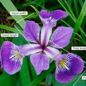 Iris Flower Classification